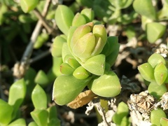 Delosperma patersoniae