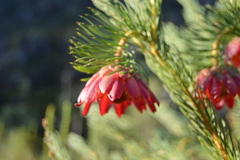 Protea nana