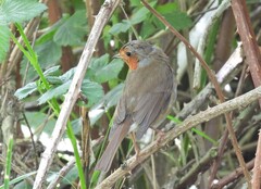 Erithacus rubecula