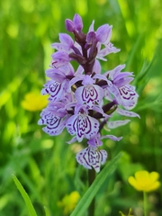 Dactylorhiza maculata
