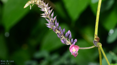 Pueraria montana lobata
