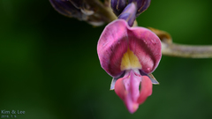 Pueraria montana lobata