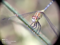 Diplacodes trivialis