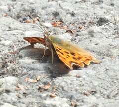 Polygonia c-album