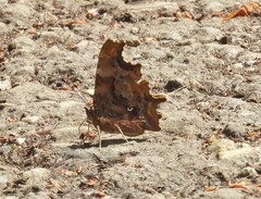 Polygonia c-album