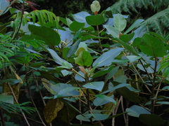Ficus padana