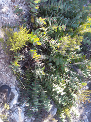 Protea amplexicaulis