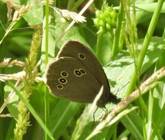 Aphantopus hyperantus