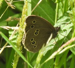 Aphantopus hyperantus