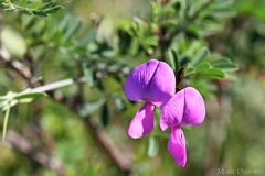 Tephrosia grandiflora