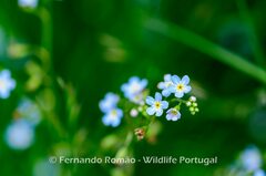 Myosotis stolonifera