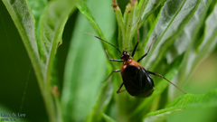 Deraeocoris ater