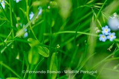 Myosotis stolonifera