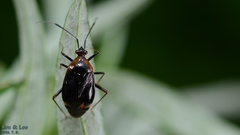 Deraeocoris ater
