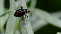 Deraeocoris ater