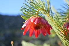 Protea nana