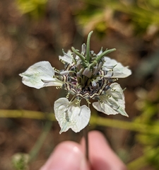Nigella arvensis