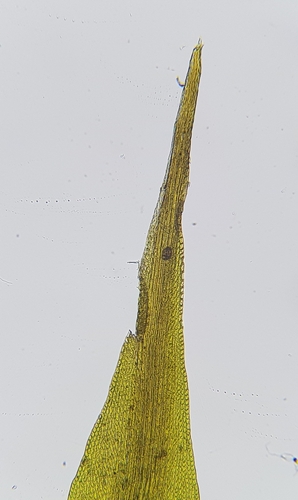 Image of Campylopus flexuosus by (c) Helen Waterman, some rights reserved (CC BY)