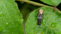 Drabescus conspicuus
