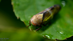Drabescus conspicuus