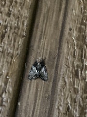 Leuconycta lepidula