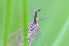 Polypogon tentacularia
