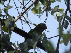 Amazona collaria
