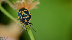 Eurydema gebleri