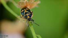 Eurydema gebleri