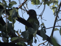 Amazona collaria