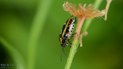 Eurydema gebleri