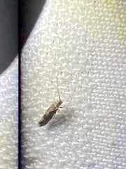 Agraylea multipunctata