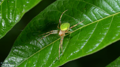 Nesiohelix samarangae