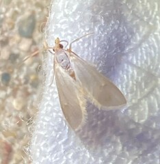 Acentria