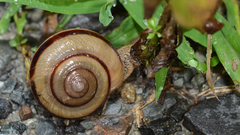 Nesiohelix samarangae