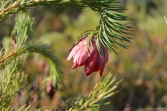 Protea nana