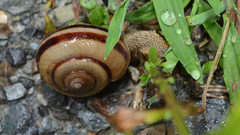 Nesiohelix samarangae