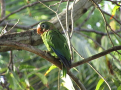 Amazona collaria