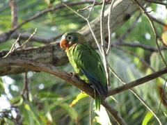 Amazona collaria