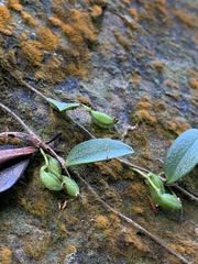 Bulbophyllum curranii
