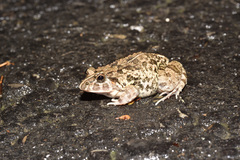 Fejervarya limnocharis