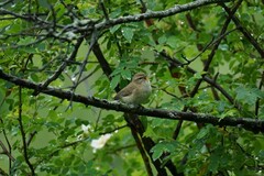 Phylloscopus sindianus