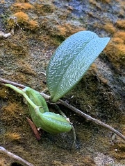 Bulbophyllum curranii