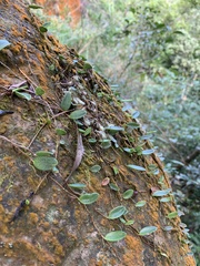 Bulbophyllum curranii
