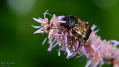 Lasiotrichius succinctus