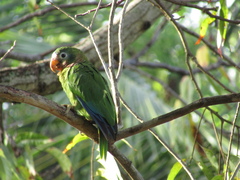 Amazona collaria