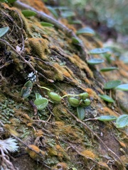 Bulbophyllum curranii