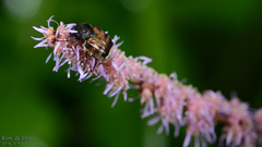 Lasiotrichius succinctus