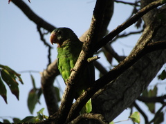 Amazona collaria
