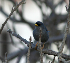 Xenospingus concolor